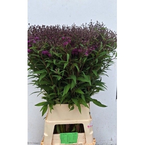 VERNONIA CRINITA