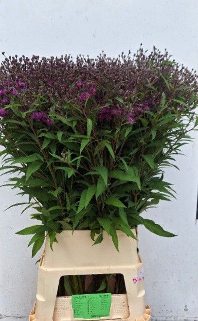 <h4>VERNONIA CRINITA</h4>