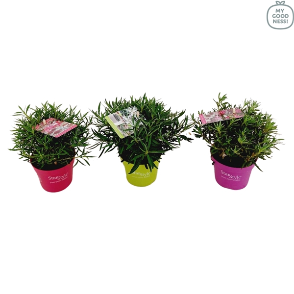 <h4>Azalea 25/P10,5 'Star Style® Mix'</h4>