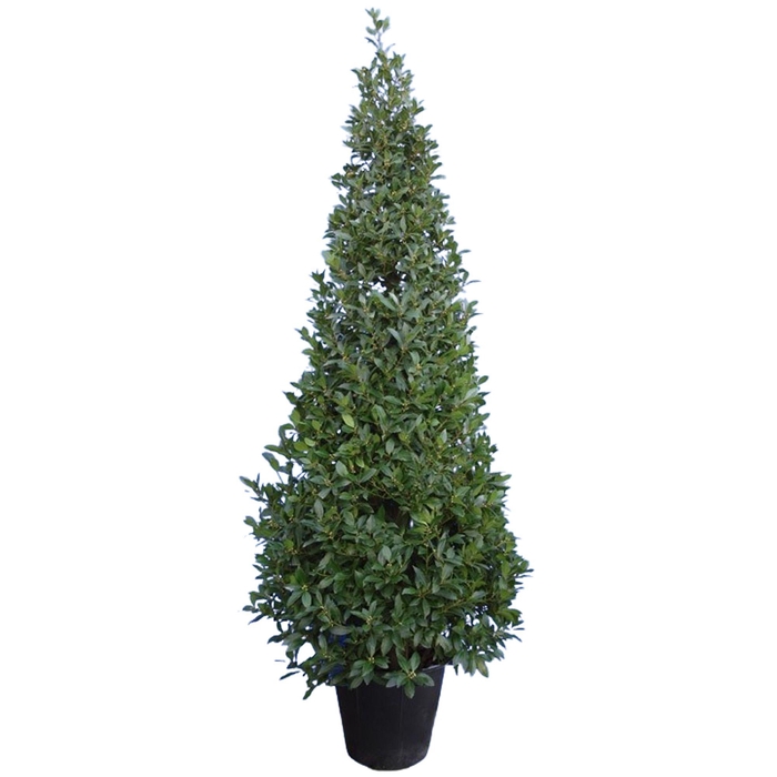 <h4>Laurus nobilis Piramide</h4>