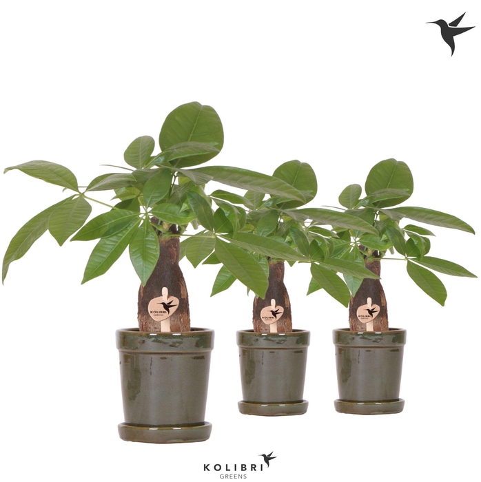 <h4>Kolibri Greens Pachira in Flower pot green</h4>