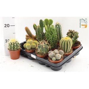 Cactus Gem
