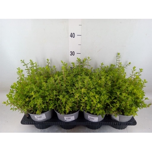 Origanum majorana