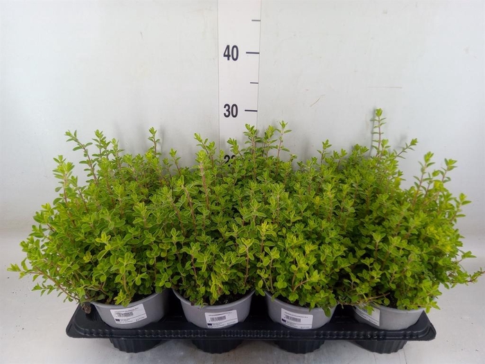 <h4>Origanum majorana</h4>