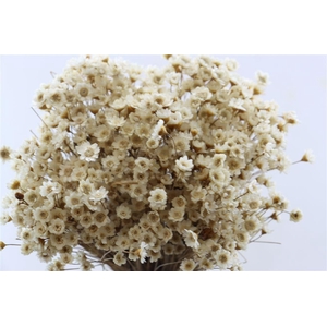 Dried Glixia Natural Bunch