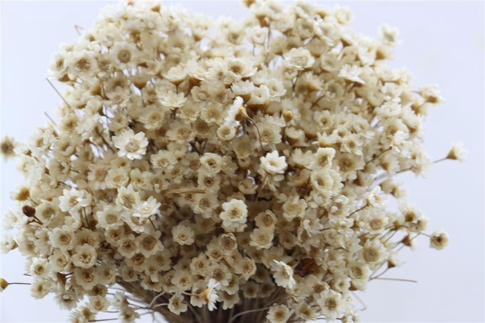 <h4>Dried Glixia Natural Bunch</h4>