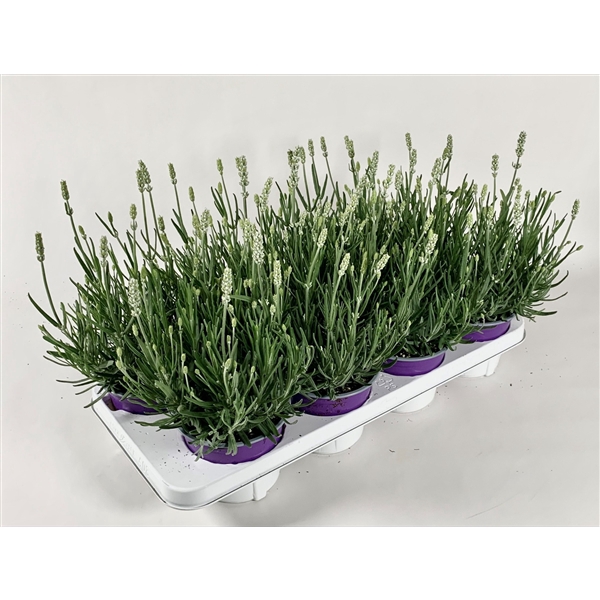 <h4>Lavendula angustifolia Ellagance Ice</h4>