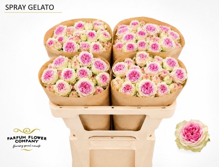 <h4>Rosa TR 'Gelato'</h4>