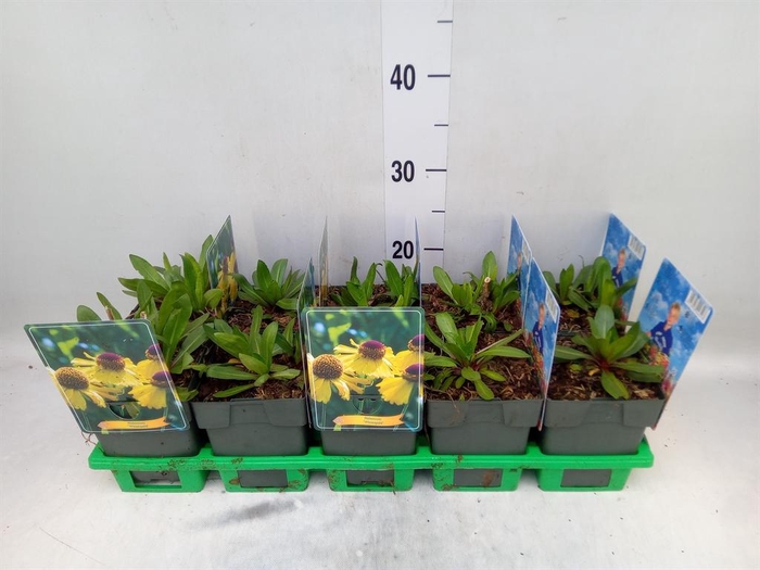 <h4>Helenium   ...</h4>