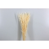 Pres Avena Sativa Bleached Bunch
