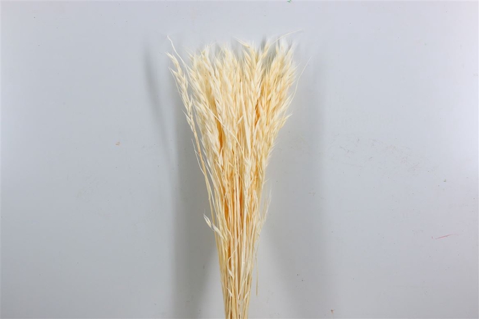 Pres Avena Sativa Bleached Bunch