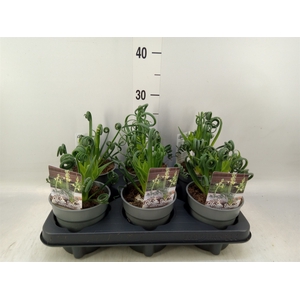Albuca spiralis 'Frizzle Sizzle'