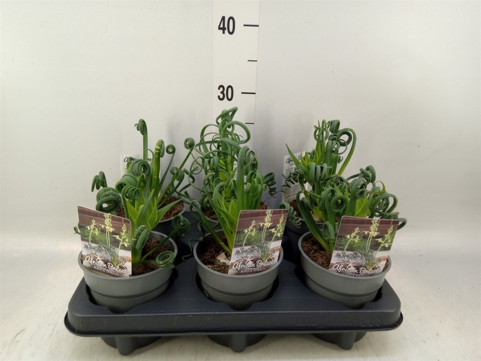 <h4>Albuca spiralis 'Frizzle Sizzle'</h4>