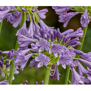 Agapanthus africanus