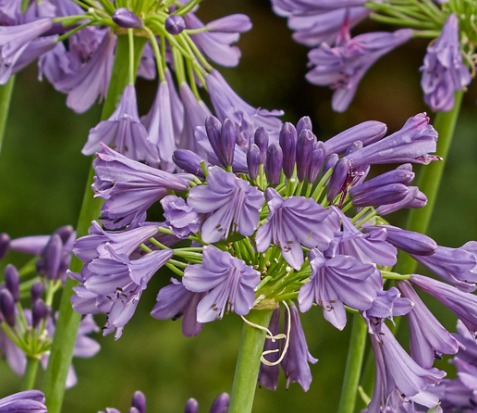<h4>Agapanthus africanus</h4>