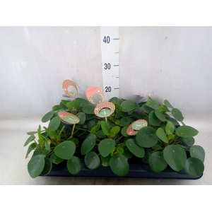 Pilea peperomoides