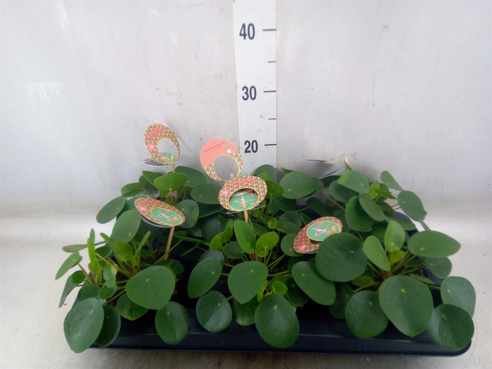 <h4>Pilea peperomoides</h4>