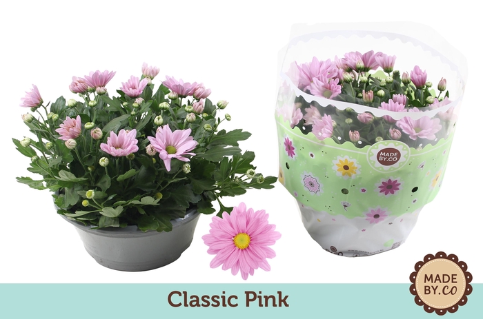 <h4>Chrysant Pink</h4>