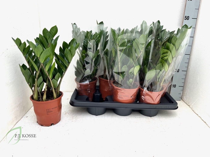 <h4>ZAMIO ZAMIIFOLIA</h4>