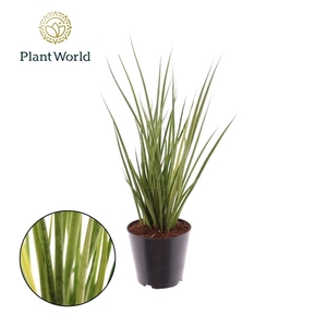 Sansevieria Medusa