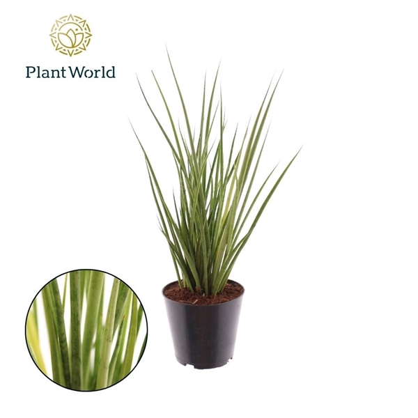 <h4>Sansevieria Medusa</h4>