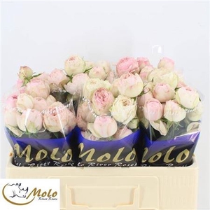Rosa spray Mansfield Park