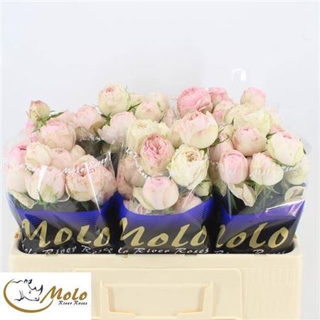 <h4>Rosa spray Mansfield Park</h4>