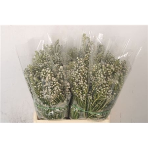 Phillica Per Bunch 200 Gram