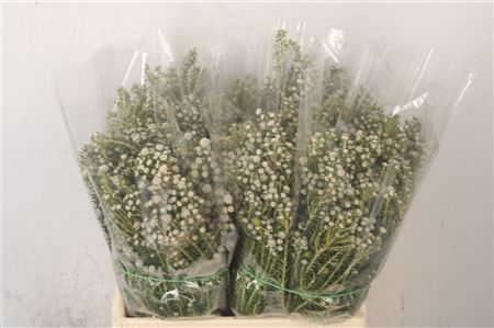 <h4>Phillica Per Bunch 200 Gram</h4>