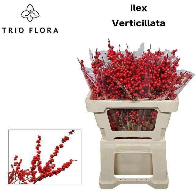 <h4>ILEX VE RODE BES</h4>