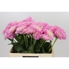 Dahlia Pink Pop