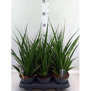 Sansevieria kirkii 'Friends'
