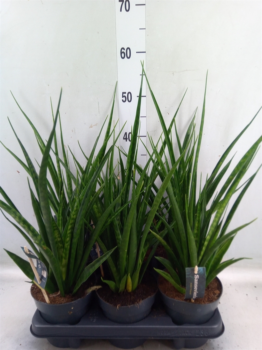 <h4>Sansevieria kirkii 'Friends'</h4>