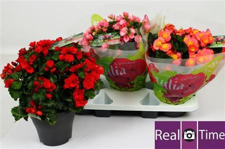 <h4>Begonia En Bet Gem P19</h4>