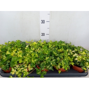 Hedera helix 'Golden Jytte'