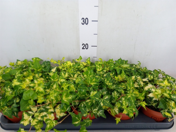 <h4>Hedera helix 'Golden Jytte'</h4>
