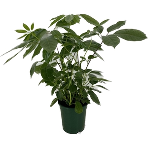 Schefflera actinophylla p21