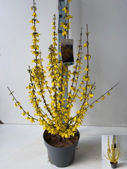 <h4>FORSYTH IN WEEKEND</h4>