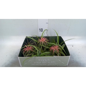 Tillandsia