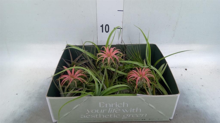 <h4>Tillandsia</h4>