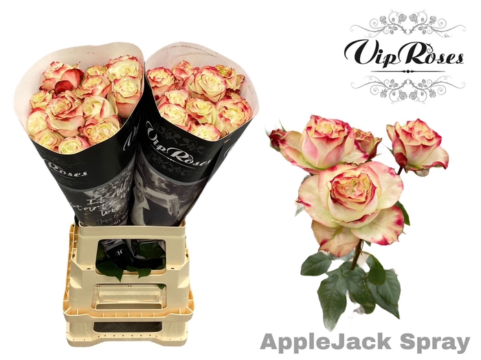 R TR APPLE JACK