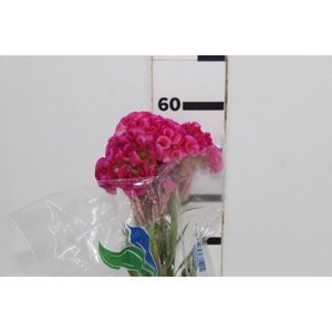 CELOSIA ROSE CHIEF 060 CM ROSA