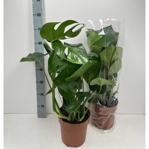 MONSTERA DELICIOSA