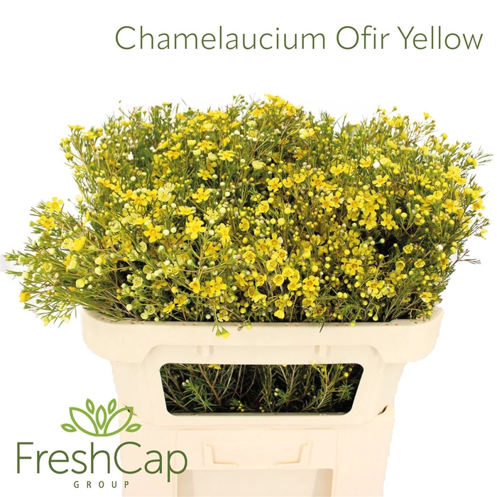 <h4>Chamelaucium Ofir Yellow</h4>