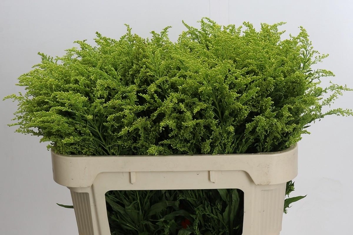 <h4>Solidago Tara Gold</h4>