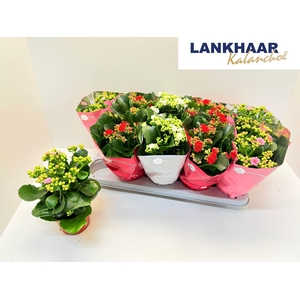 KAL GE PERF GEM 3 KL