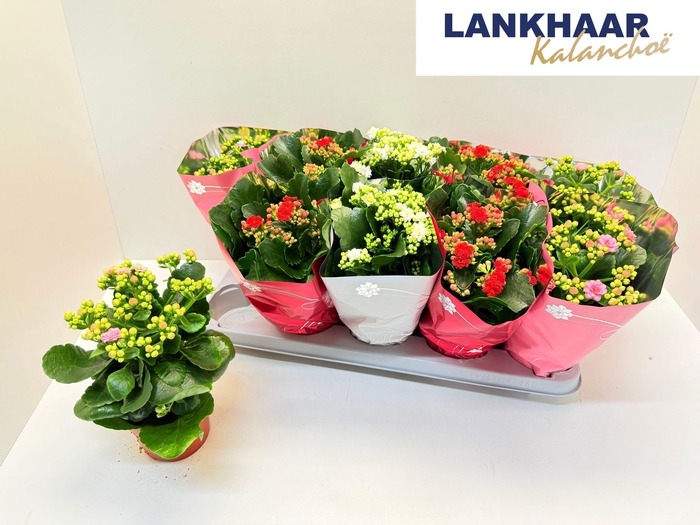 <h4>KAL GE PERF GEM 3 KL</h4>