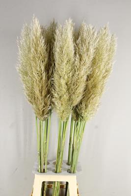 <h4>Cortaderia Selloana Pumila</h4>