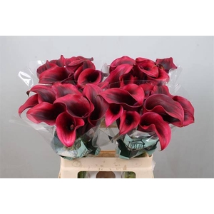 Calla Rudolph Kallaland