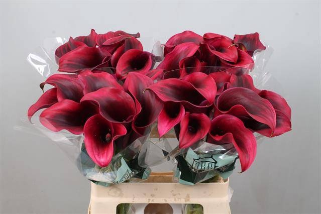 <h4>Calla Rudolph Kallaland</h4>